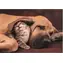 Clementoni 35583 Puzzle Cuddles, 500 Teile / ab 10 Jahren