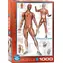 EUROGRAPHICS Puzzle Muskelsystem / 1000 Teile / 48,9 × 67,6 cm