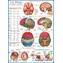 EUROGRAPHICS Puzzle Brain / 1000 Teile / 48,9 × 67,6 cm