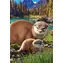 EUROGRAPHICS Puzzle „Rettet unseren Planet“: Otter XL / 250 Teile / extra große Teile / 33 x 48 cm