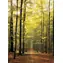 EUROGRAPHICS Puzzle Waldweg / 1000 Teile / 67,6 × 48,9 cm