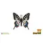 ZOOTED Figur Fenchelschwalbe / Kunststoff / 8 cm / 3+
