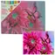 SPARKYS Diamantmalerei Blume und Schmetterling / 30x40 cm / ab 6 Jahren