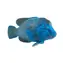 Mojo Animal Planet Groper blau / ab 3 Jahren