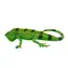 Mojo Iguana / ab 3 Jahren