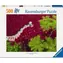 Ravensburger 120017073 Rotes Meer, 500 Teile / Alter ab: 12 Jahren / Version: International