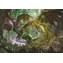 Clementoni 39961 Puzzle Dungeons & Dragons: Drache, 1000 Teile / ab 10 Jahren