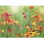 COBBLE HILL Puzzle Kolibris / 500 Teile / ab 12 Jahren