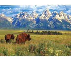 EUROGRAPHICS Puzzle Grand-Teton-Nationalpark / 1000 Teile / 68 × 48 cm