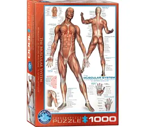 EUROGRAPHICS Puzzle Muskelsystem / 1000 Teile / 48,9 × 67,6 cm