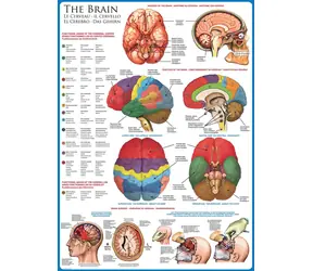 EUROGRAPHICS Puzzle Brain / 1000 Teile / 48,9 × 67,6 cm