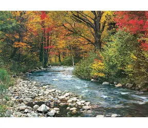 EUROGRAPHICS Puzzle Waldbach / 1000 Teile / 67,6 x 48,9 cm