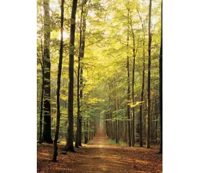 EUROGRAPHICS Puzzle Waldweg / 1000 Teile / 67,6 × 48,9 cm