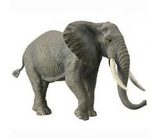 Collecta Afrikanischer Elefant / ab 3 Jahren