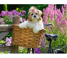 Ravensburger 120017318 Niedlicher Hund, 100 Teile / Alter ab: 9 Jahren / Version: International
