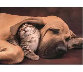Clementoni 35583 Puzzle Cuddles, 500 Teile / ab 10 Jahren