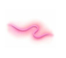 WiZ LED-Streifen / 24W / 630lm / 2700-5000K / RGB / IP65 / 5m / dimmbar