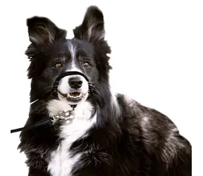 Karlie Halter Single schwarz S