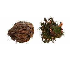 Lucky Reptile „Rose von Jericho“ 50 g