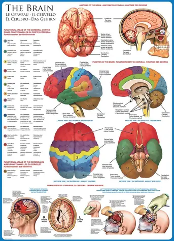 EUROGRAPHICS Puzzle Brain / 1000 Teile / 48,9 × 67,6 cm