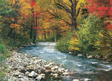 EUROGRAPHICS Puzzle Waldbach / 1000 Teile / 67,6 x 48,9 cm
