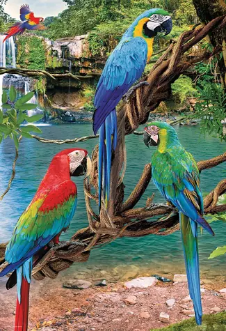 EUROGRAPHICS Puzzle „Rettet unseren Planet“: Aras XL / 250 Teile / extra große Teile / 33 x 48,3 cm