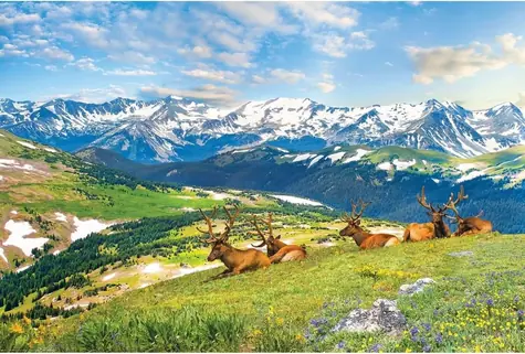 EUROGRAPHICS Puzzle „Hirsche in den Bergen“ / 1000 Teile / 68 x 48 cm