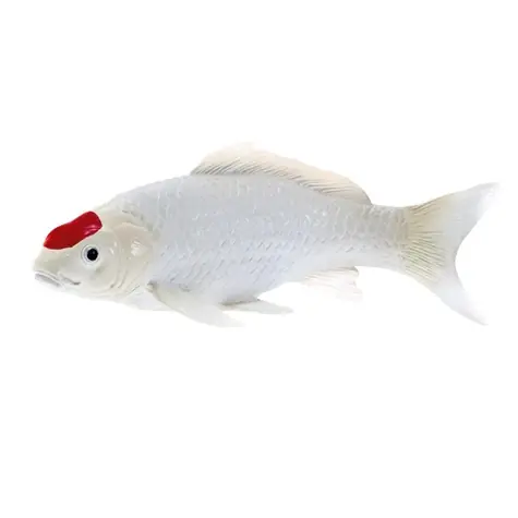 Mojo Carp Koi Tancho / ab 3 Jahren