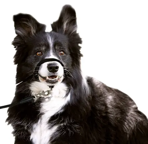 Karlie Halter Single schwarz S