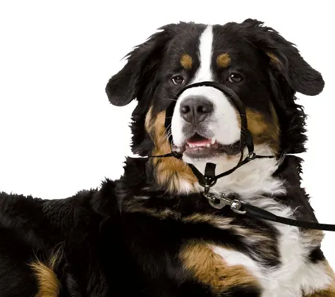 Karlie Maulkorb schlicht schwarz XL