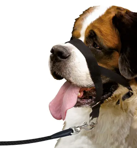 Karlie Halfter einzeln schwarz XXL