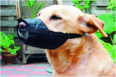 Beeztees Maulkorb für Hunde, Nylon, 14 cm