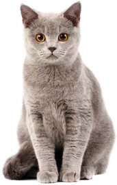 Katzen