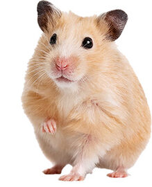 Nagetiere