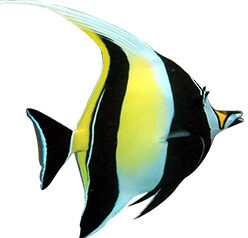 Aquakultur